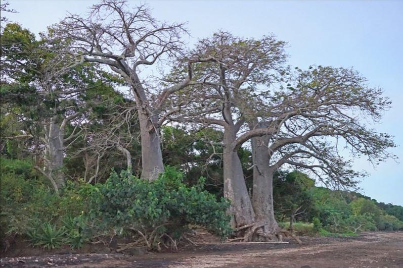 Baobab