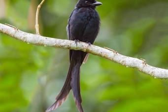 Droguo de mayotte