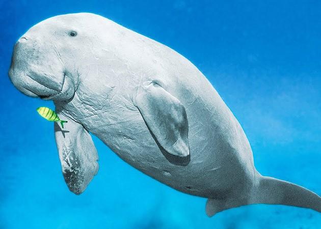 Dugong 2