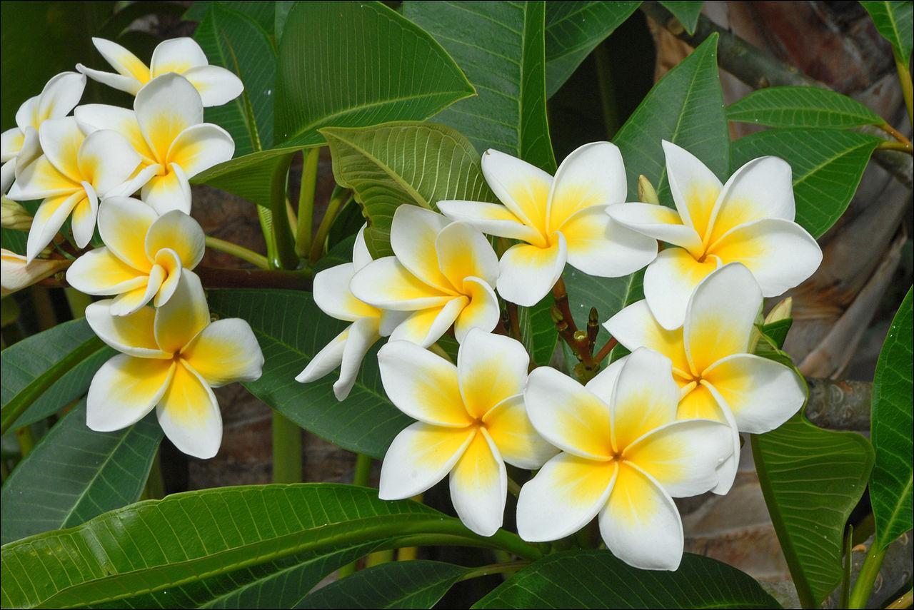 Fleurs de frangipanier