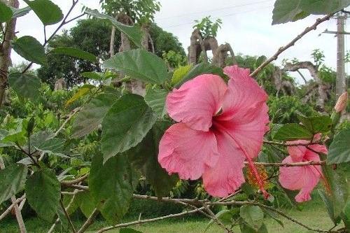 Hibiscus