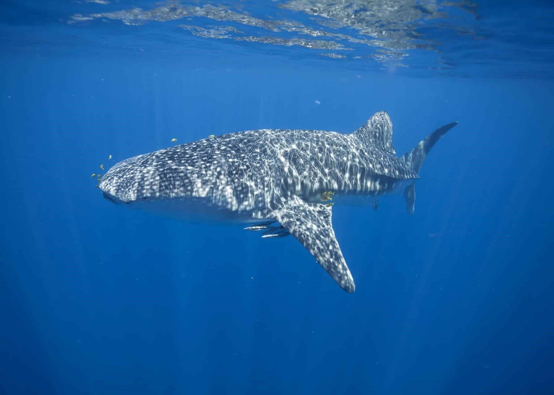 Requin baleine